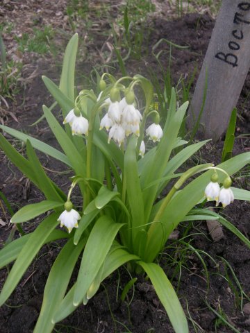 leucojum vernum